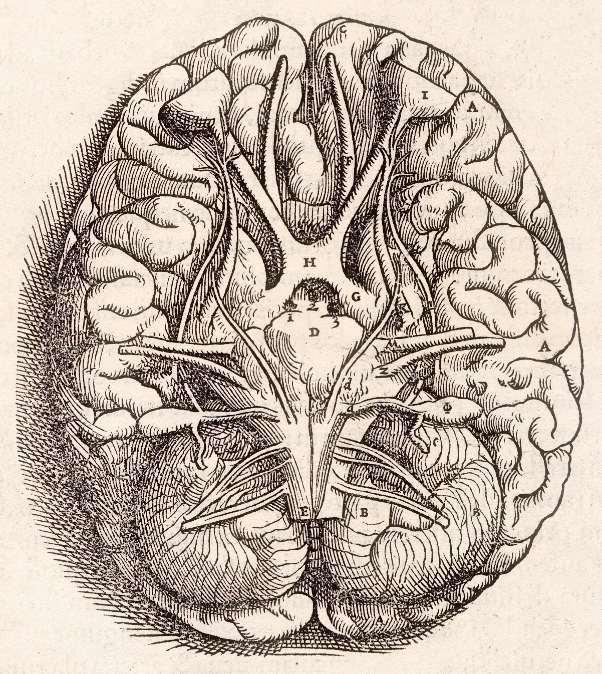 Brain anatomy illustration showing neural structures involved in anxiety regulation