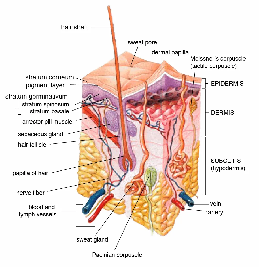 Skin layers anatomy - glutathione supports skin health