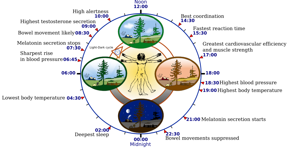 Diagram of human circadian rhythm cycle over 24 hours