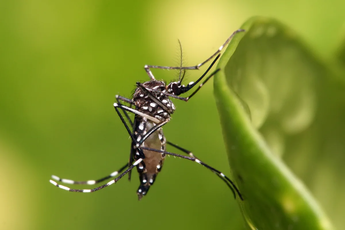 Комар Aedes aegypti - переносчик болезней, встречающийся в тропических регионах